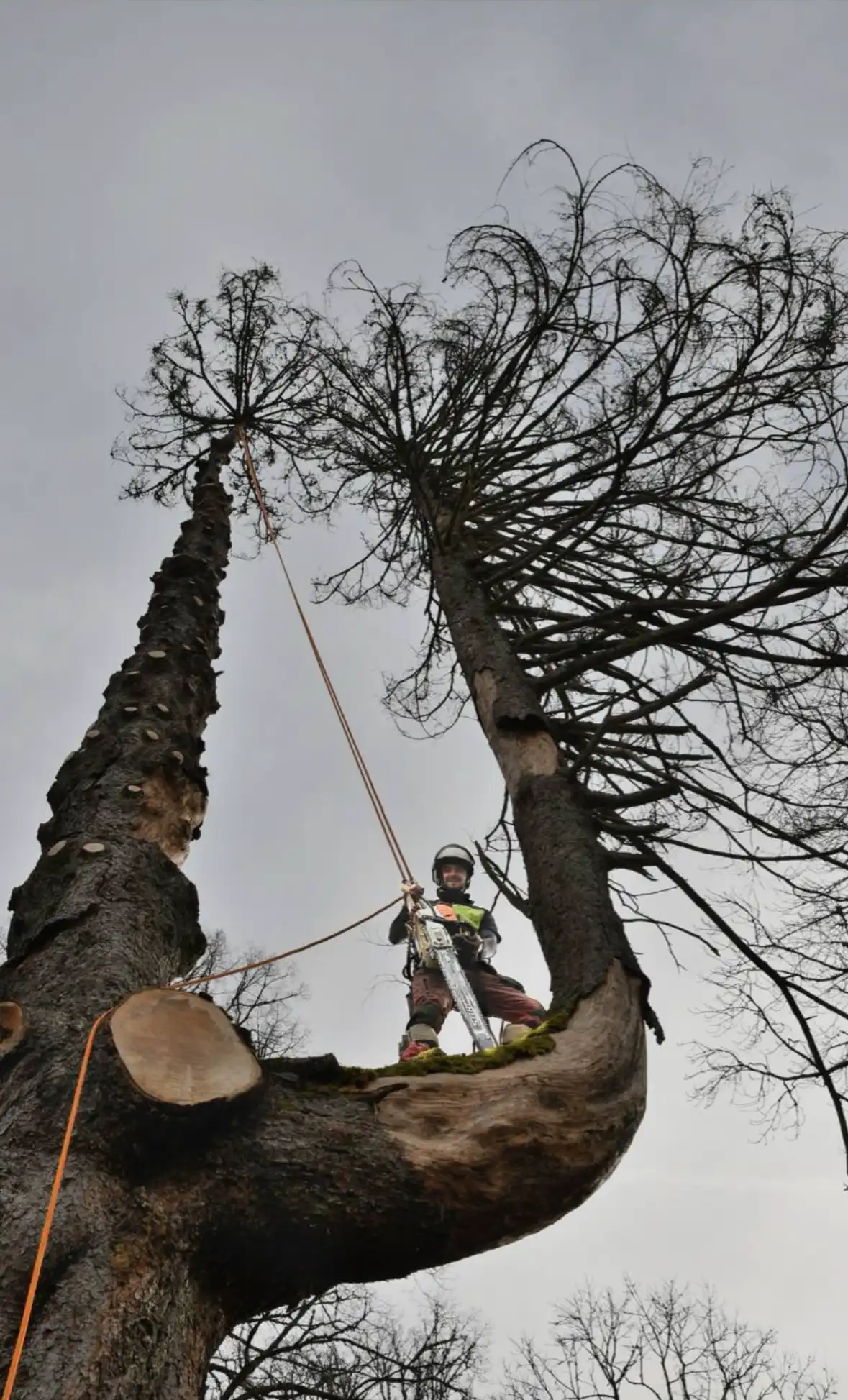 NPG Élagage - Abattage par démontage en Haute-Saône et Vosges
